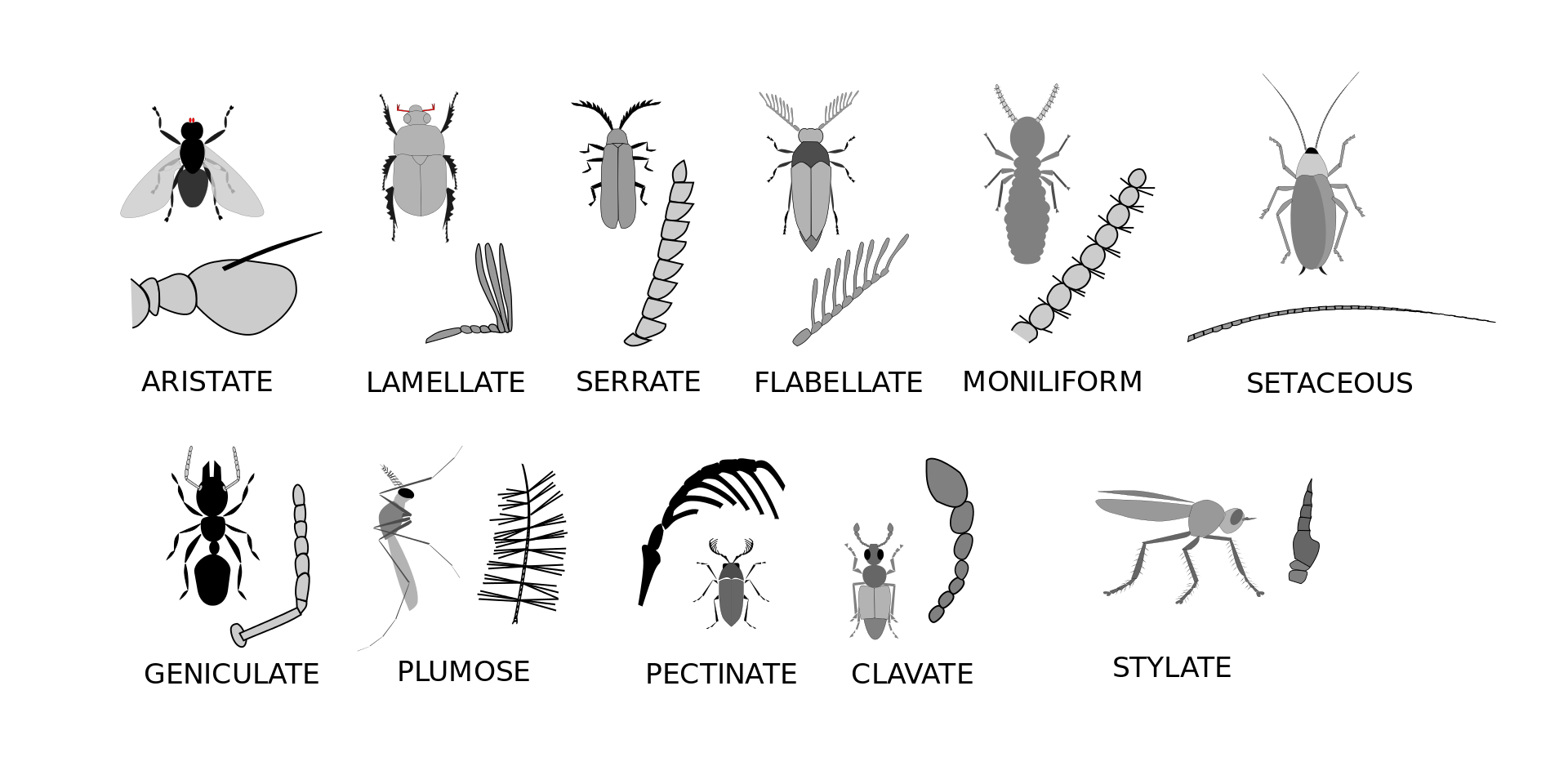 Picture describing shapes of insect antenna